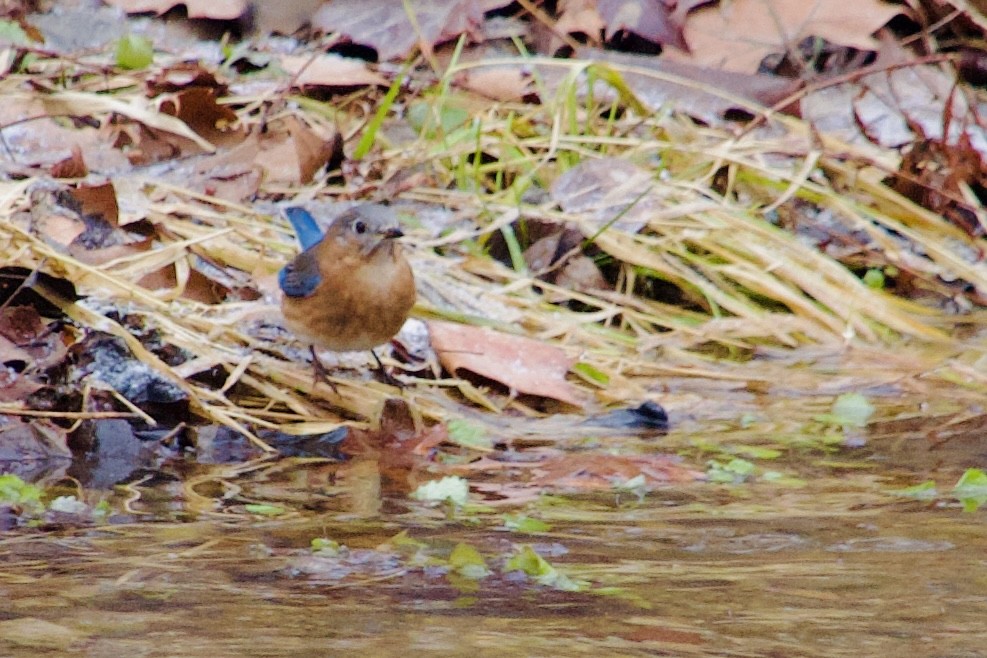Rotkehl-Hüttensänger (sialis/bermudensis) - ML647183019