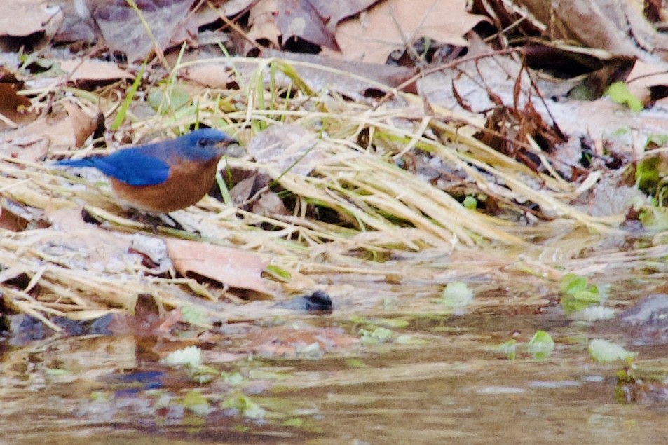 Rotkehl-Hüttensänger (sialis/bermudensis) - ML647183020