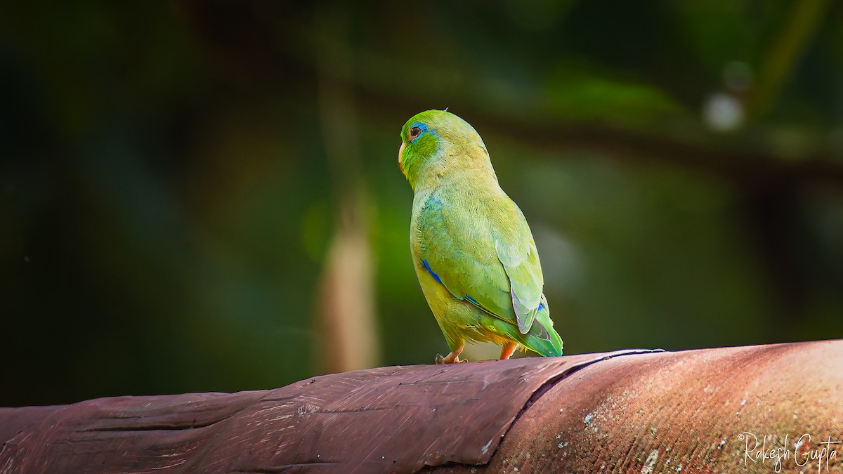 Spectacled Parrotlet - ML647183022