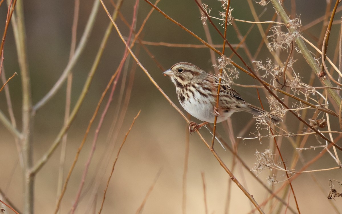 ウタスズメ - ML647183025