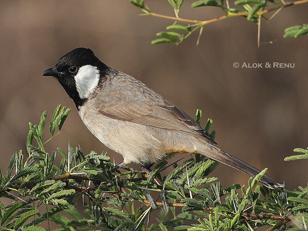 White-eared Bulbul - ML647183033