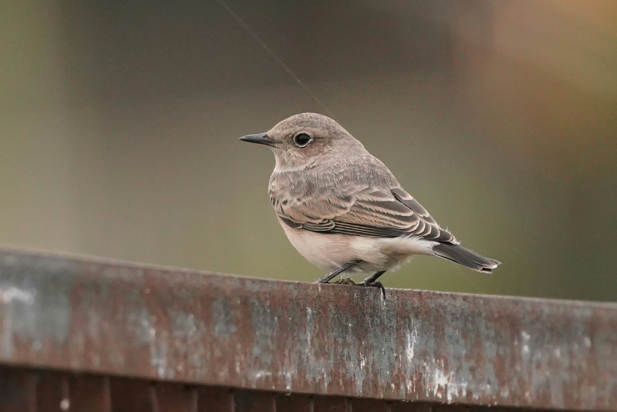 Мяраан чогчиго - ML647183034