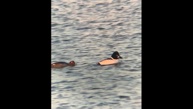 Murgilari urrebegia - ML647183054