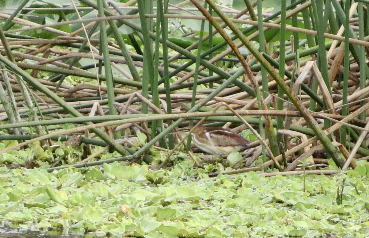 Petit Blongios - ML647183055
