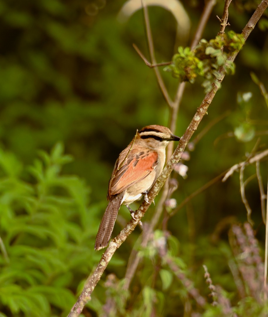 Brown-crowned Tchagra - ML647183056