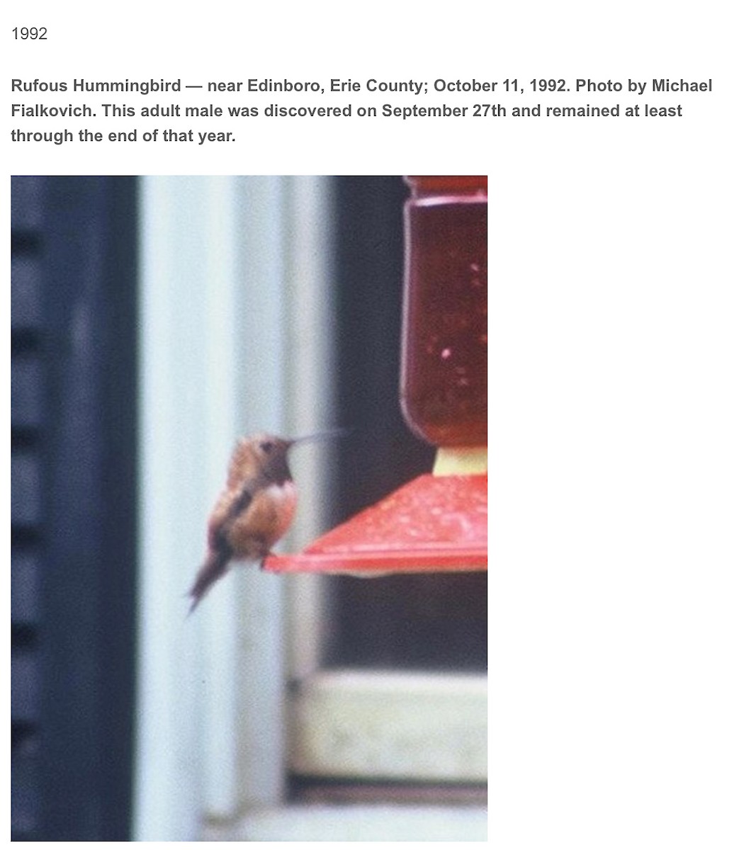 Kızıl Sırtlı Kolibri - ML647183061