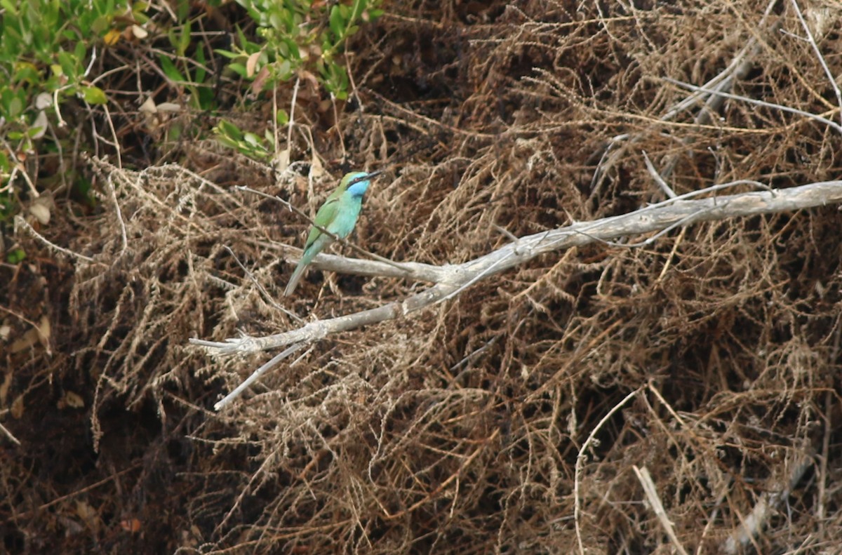 Arabian Green Bee-eater - ML647183072