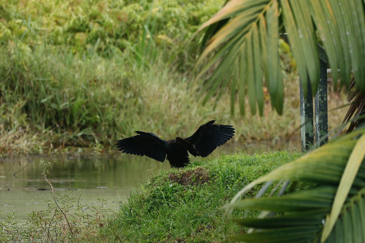 Australasian Darter - ML647183075