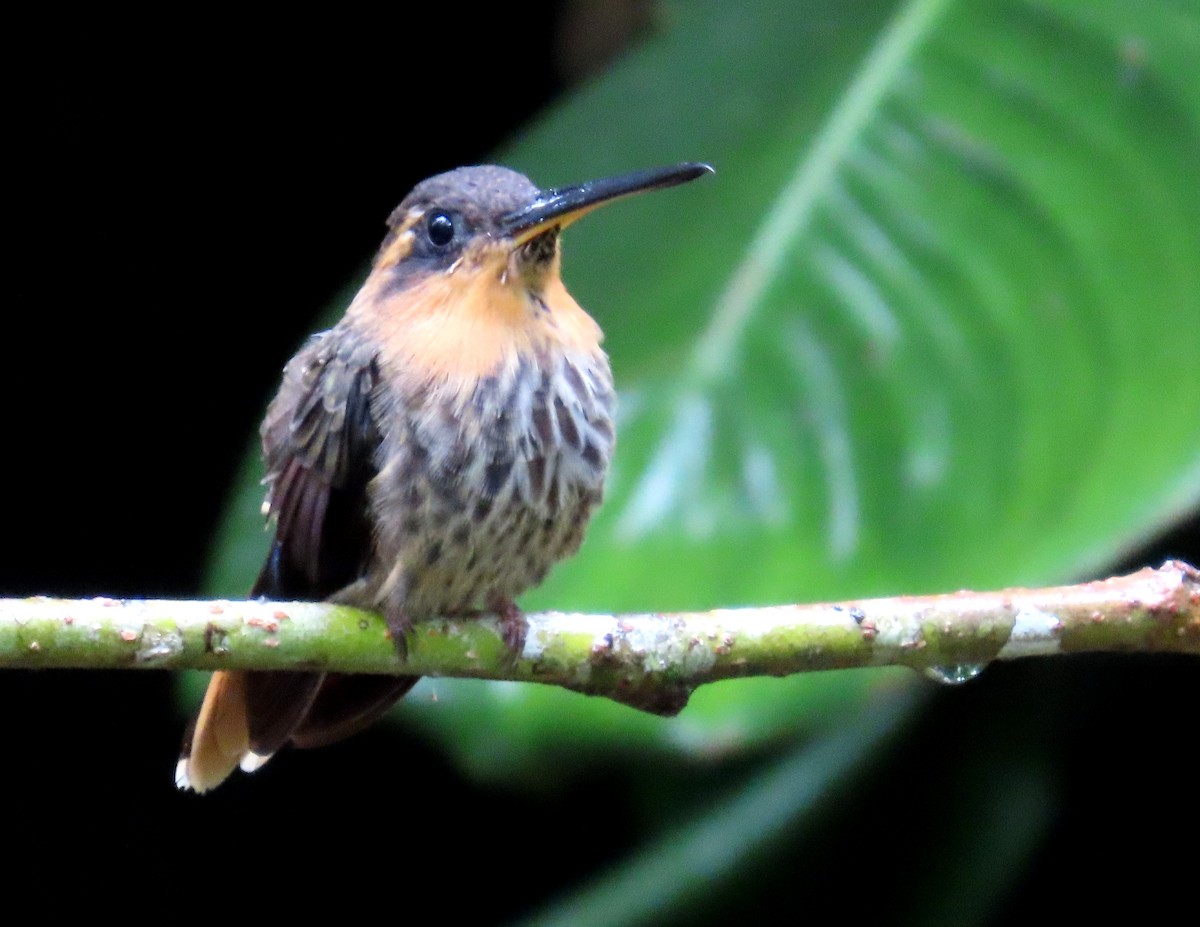 Saw-billed Hermit - ML647183077