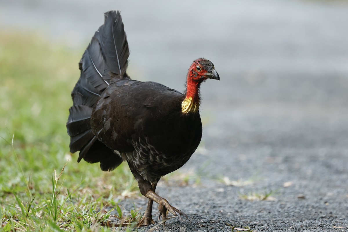 Australian Brushturkey - ML647183079