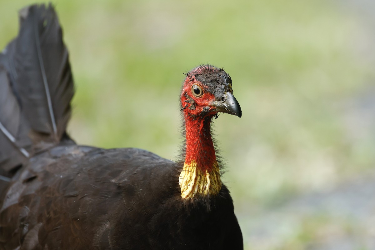 Australian Brushturkey - ML647183080