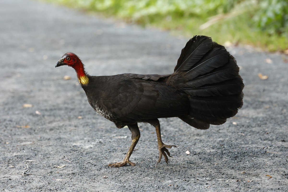 Australian Brushturkey - ML647183081