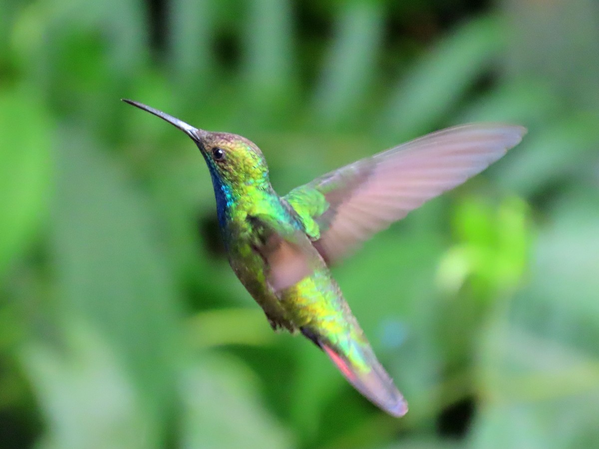 Black-throated Mango - ML647183085