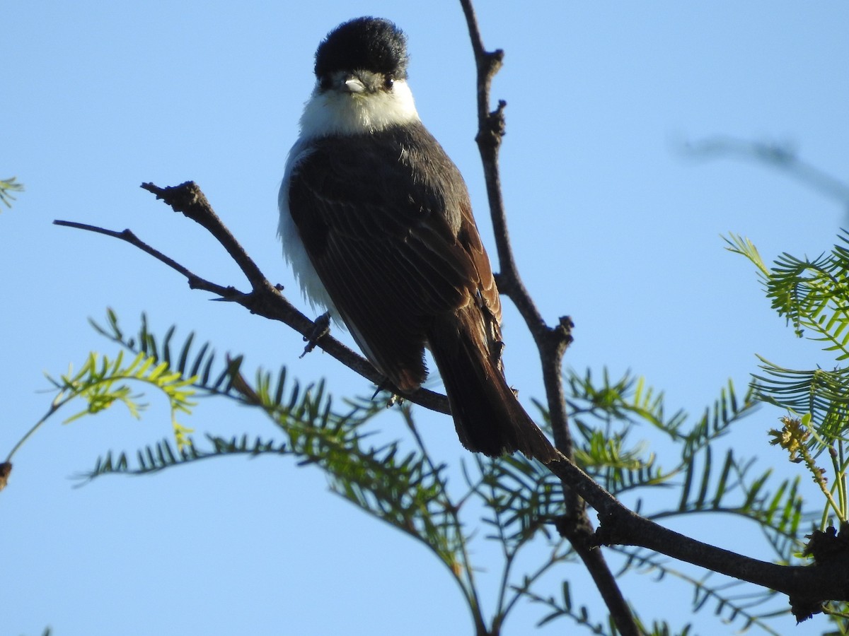 White-naped Xenopsaris - ML647183086