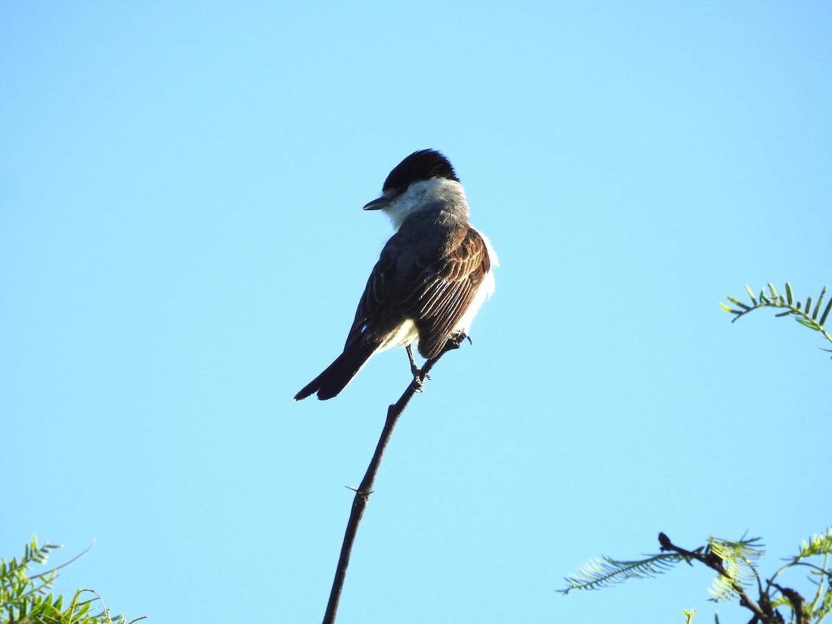White-naped Xenopsaris - ML647183090