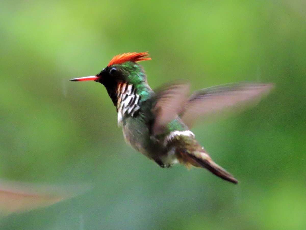 Frilled Coquette - ML647183092