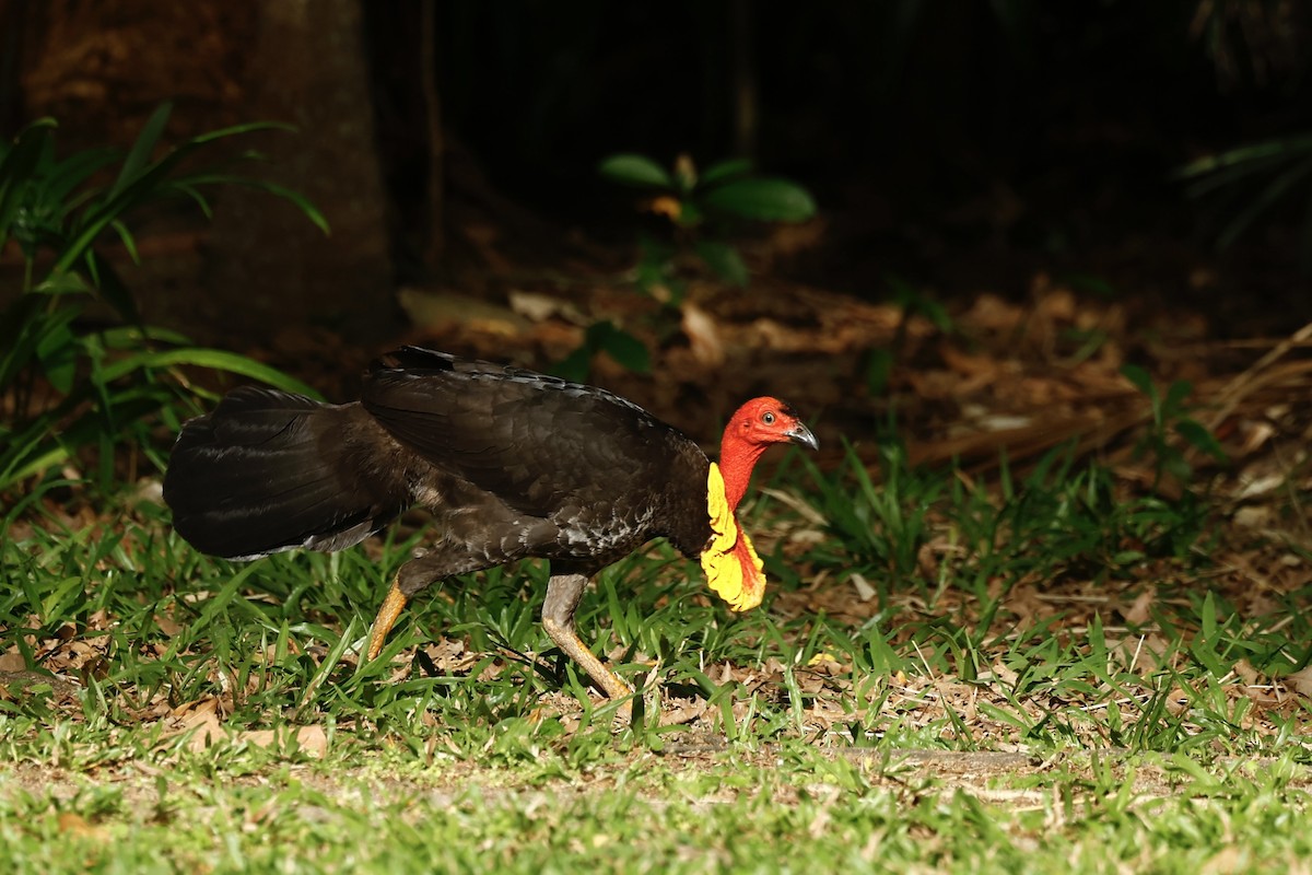 Australian Brushturkey - ML647183093