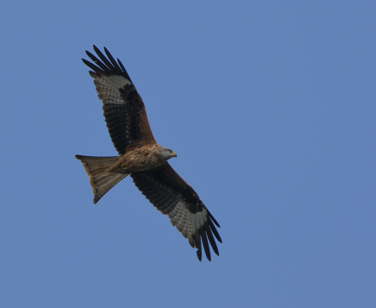 Red Kite - ML647183097