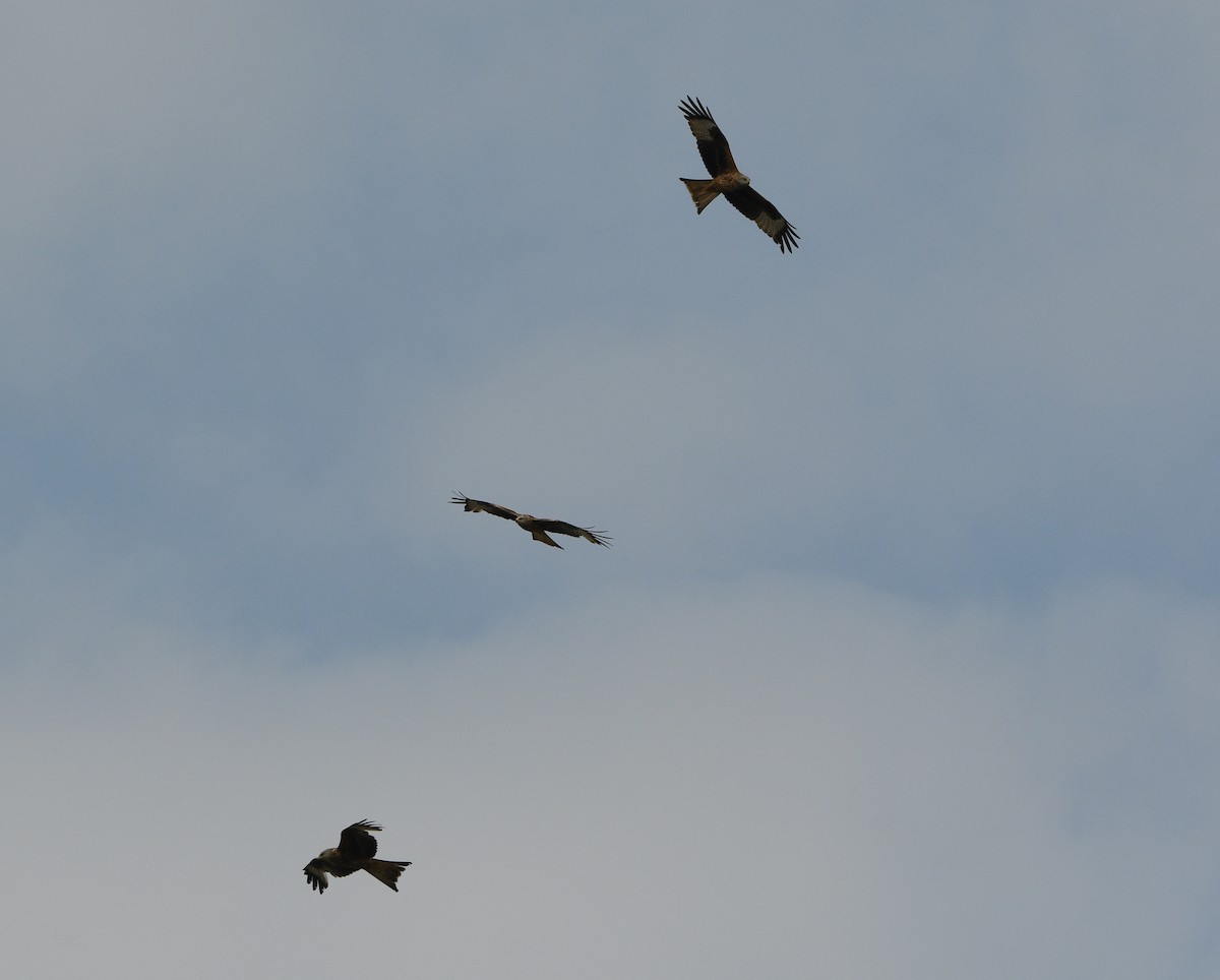 Red Kite - ML647183099