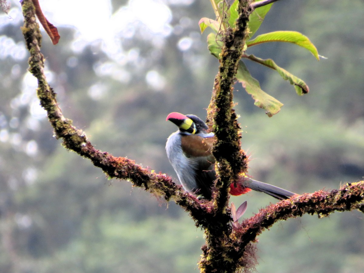 Tucán Pechigrís - ML647183123
