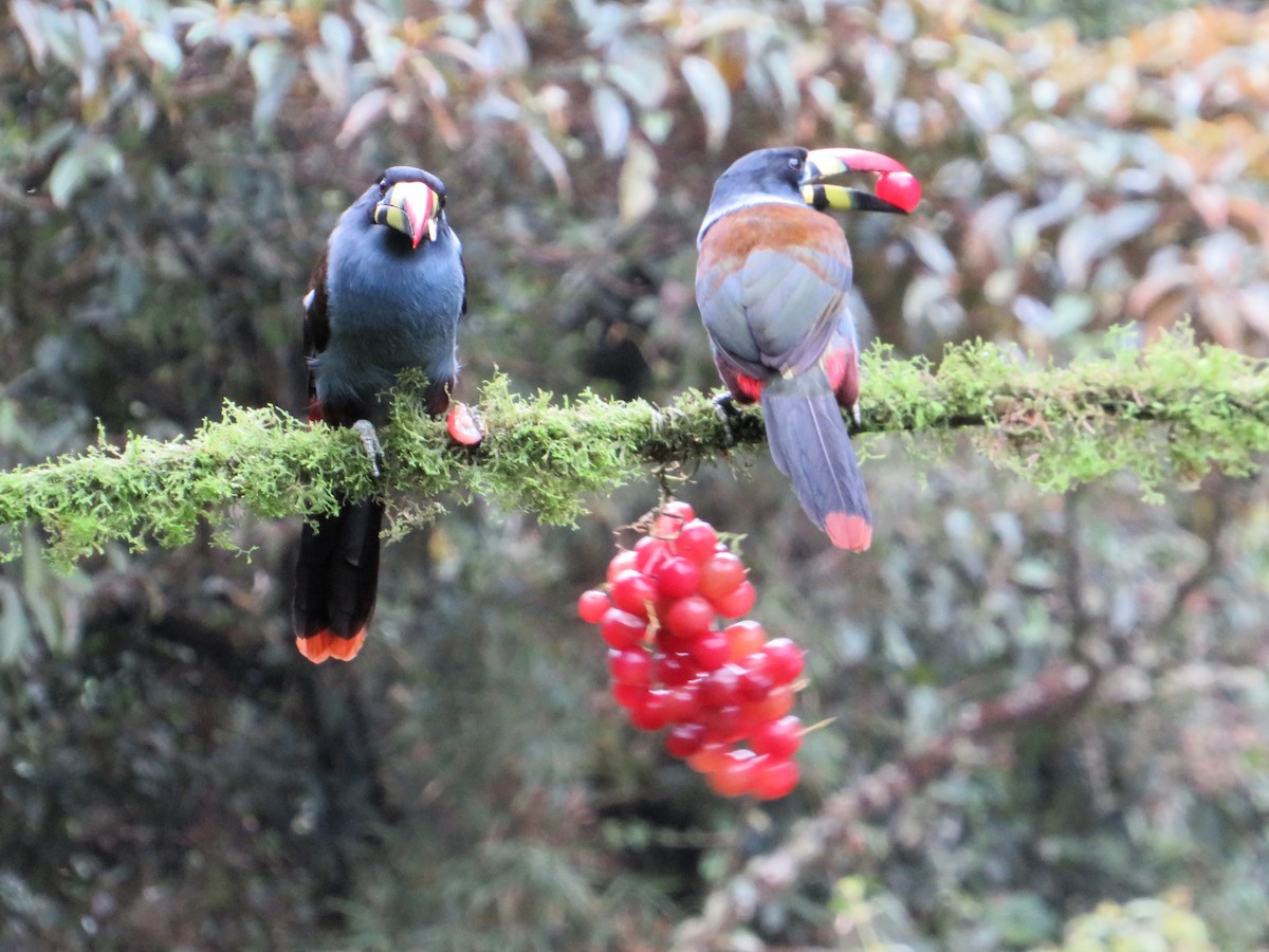 Tucán Pechigrís - ML647183124