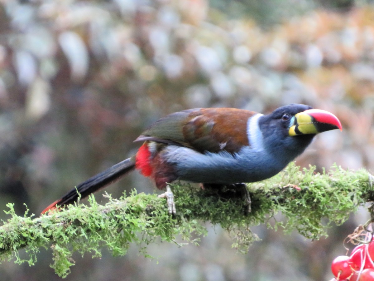 Tucán Pechigrís - ML647183125