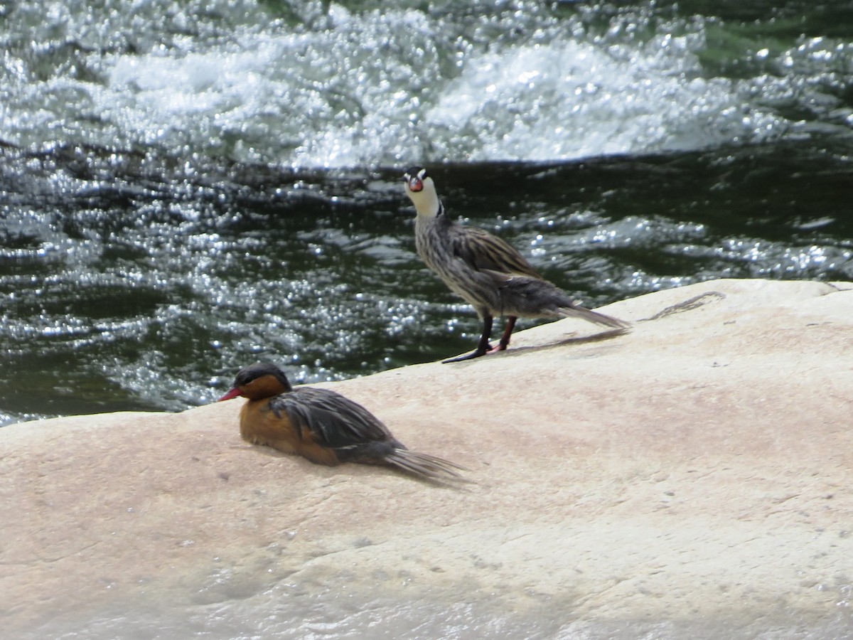 Torrent Duck - ML647183141