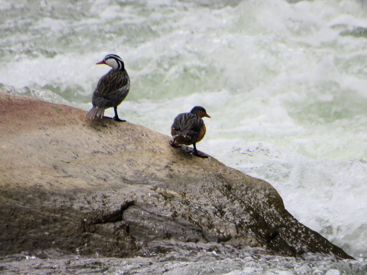 Torrent Duck - ML647183142