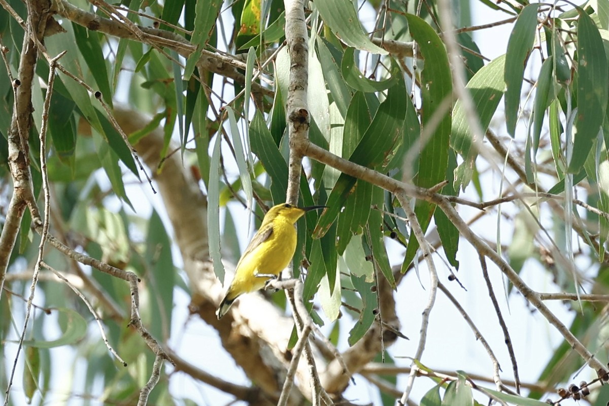 Sahul Sunbird - ML647183143