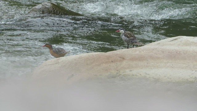 Uholde-ahatea - ML647183144