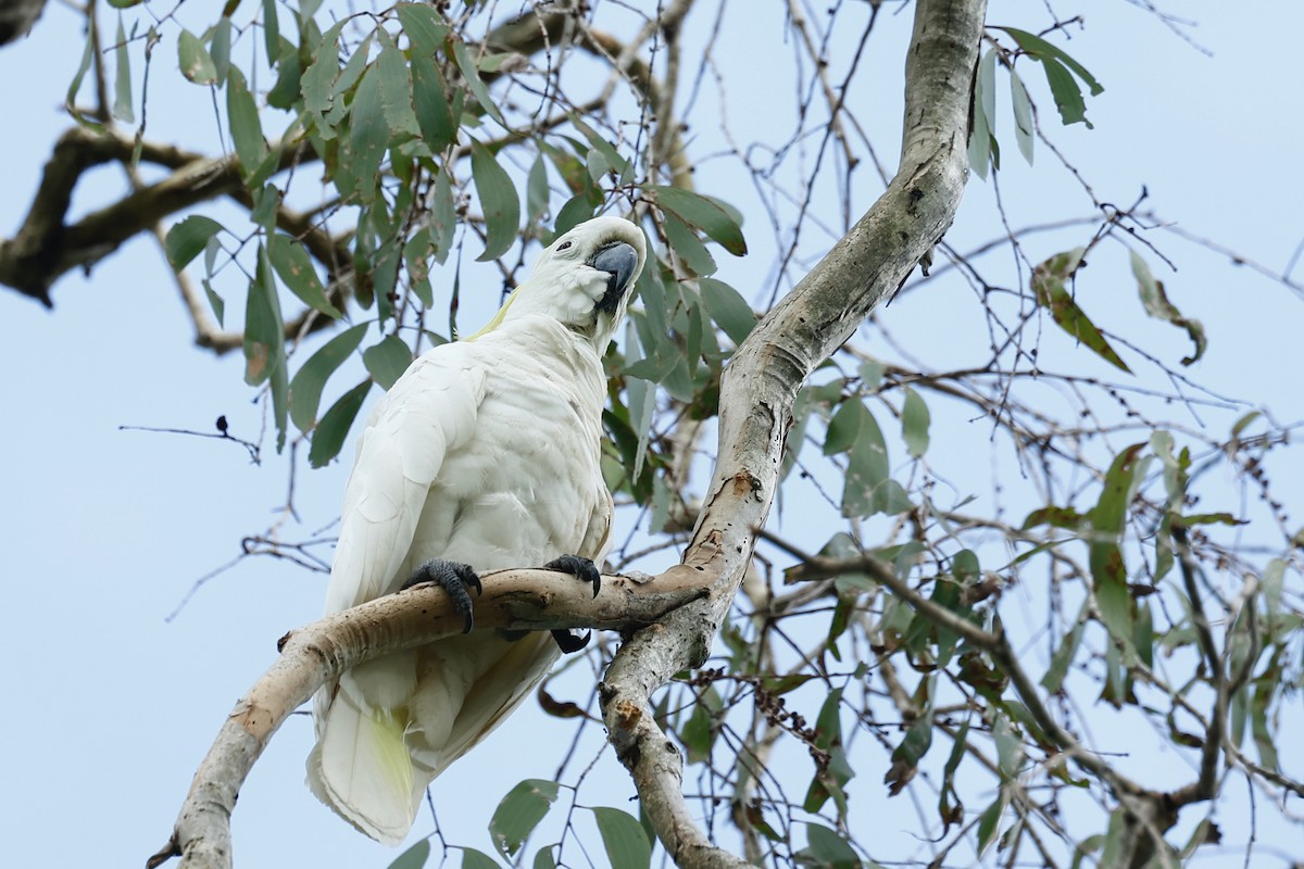 gultoppkakadu - ML647183150