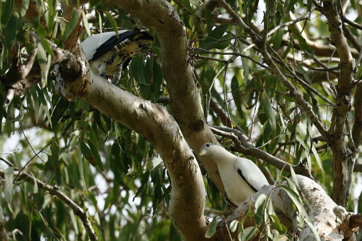 Torresian Imperial-Pigeon - ML647183159