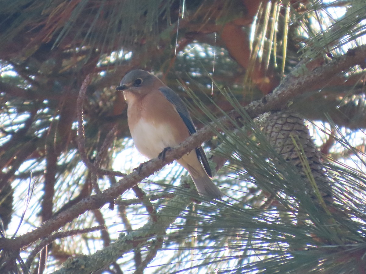 Eastern Bluebird - ML647183161