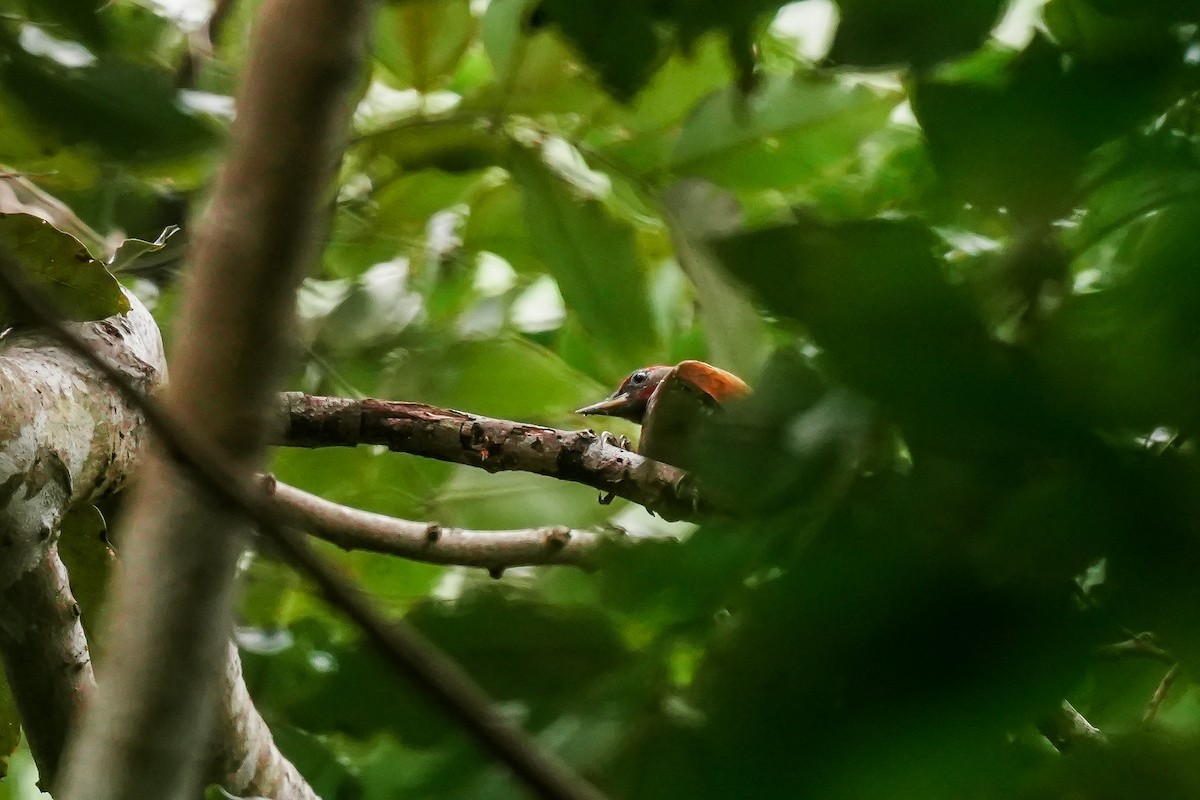 Küçük Sarıense - ML647183169