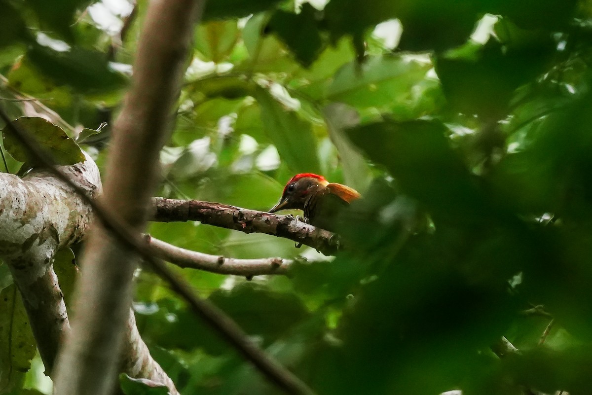 Küçük Sarıense - ML647183170