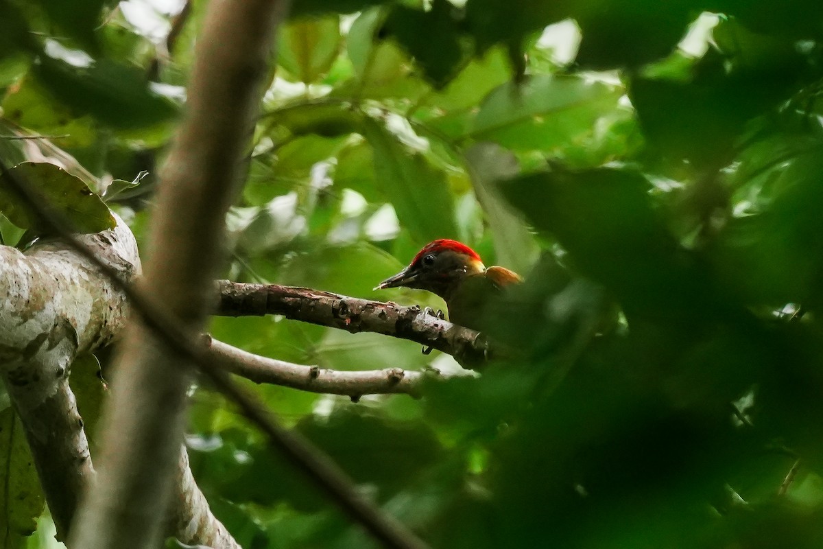 Küçük Sarıense - ML647183171