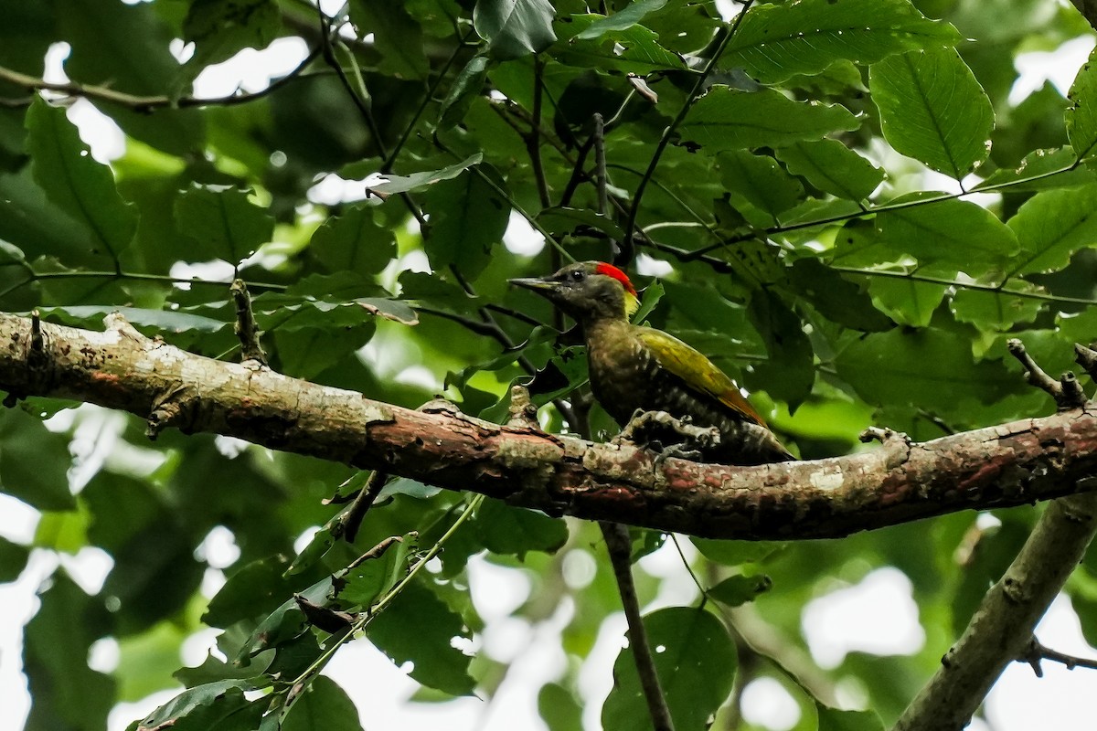 Küçük Sarıense - ML647183172