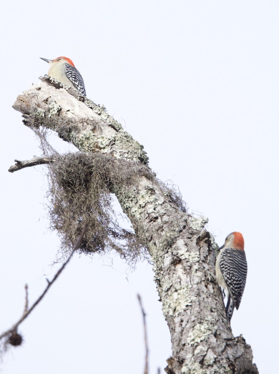 Red-bellied Woodpecker - ML647183174