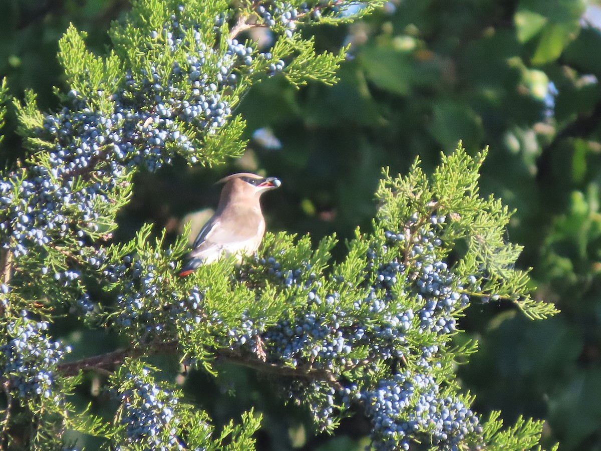Cedar Waxwing - ML647183179