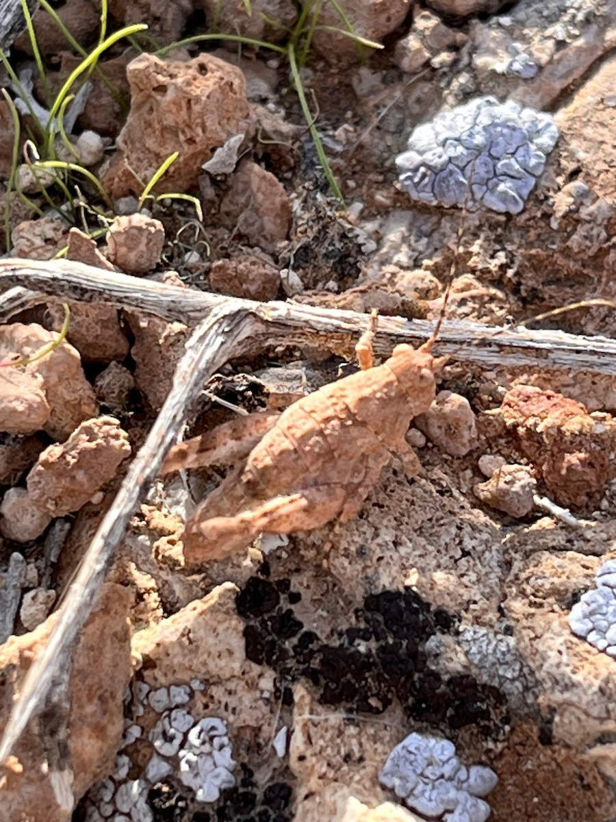 Animals - ML647183180