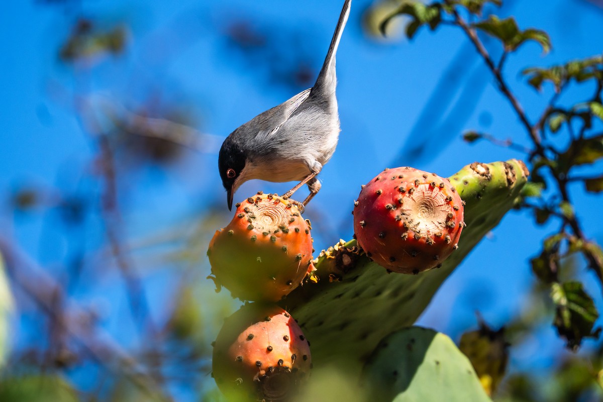 Sardinian Warbler - ML647183181