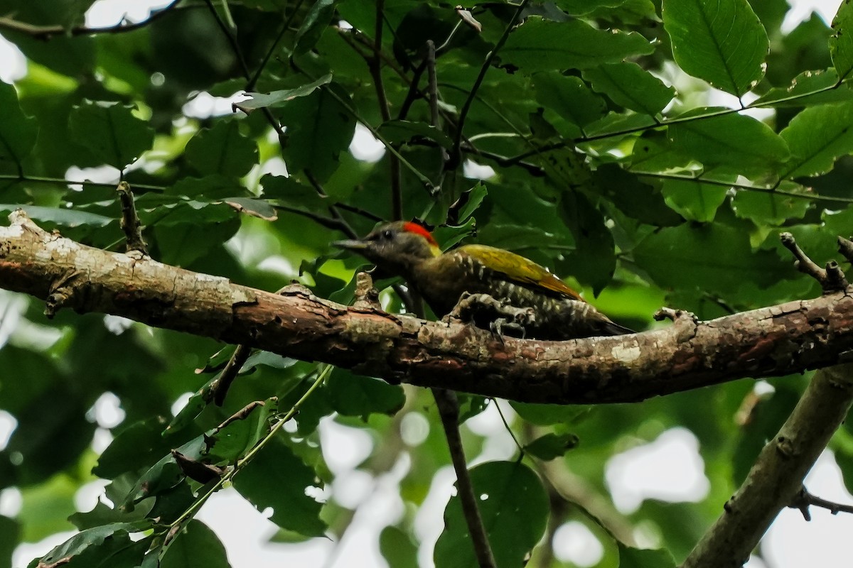 Küçük Sarıense - ML647183182