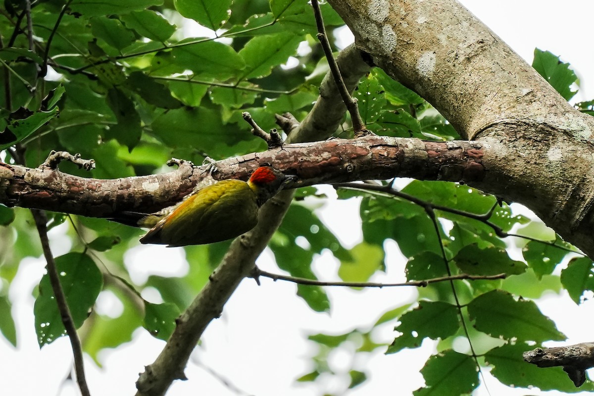 Küçük Sarıense - ML647183183