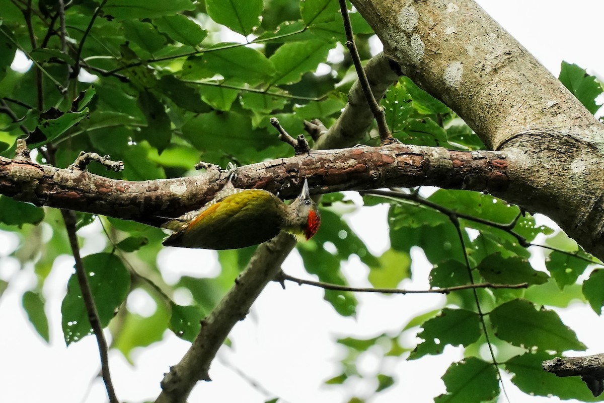 Küçük Sarıense - ML647183184