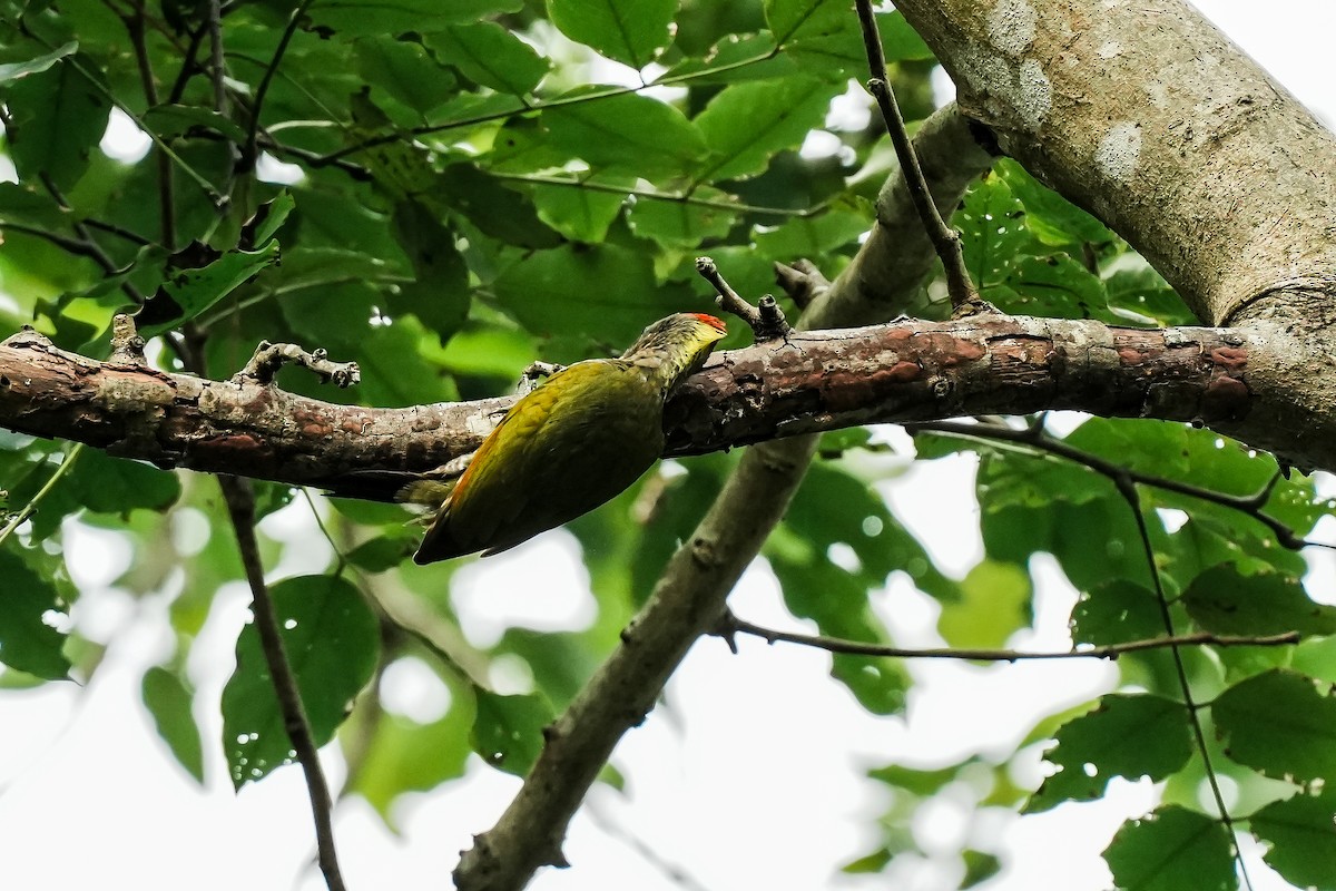 Lesser Yellownape - ML647183185