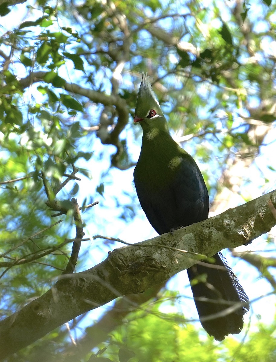 Livingstone's Turaco - ML647183194
