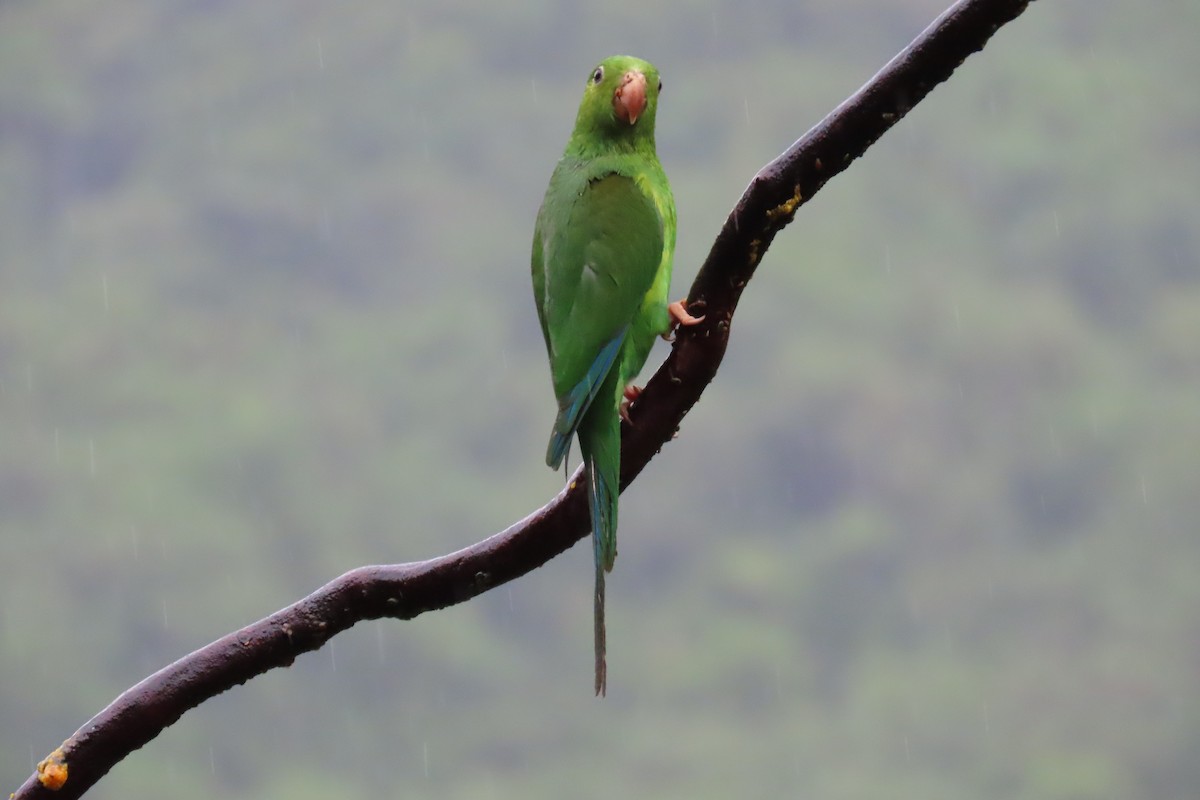 Plain Parakeet - ML647183196