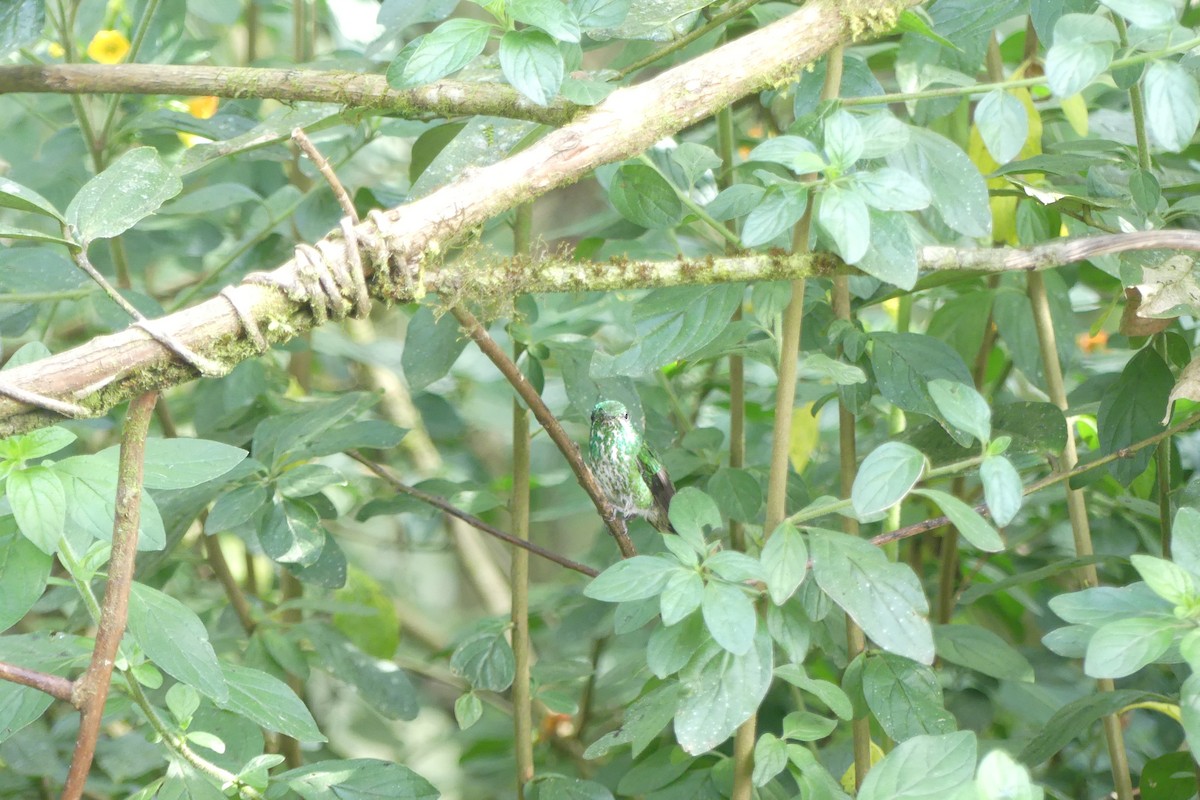 Purple-bibbed Whitetip - ML647183197