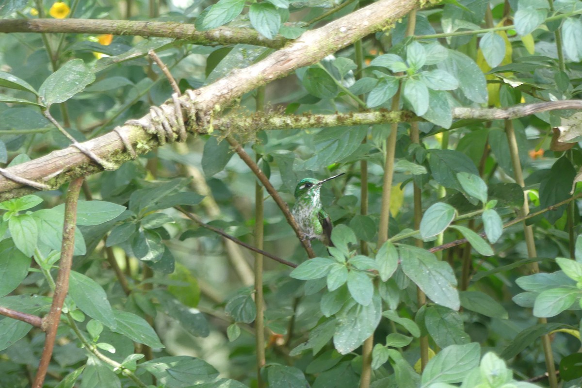 Purple-bibbed Whitetip - ML647183198