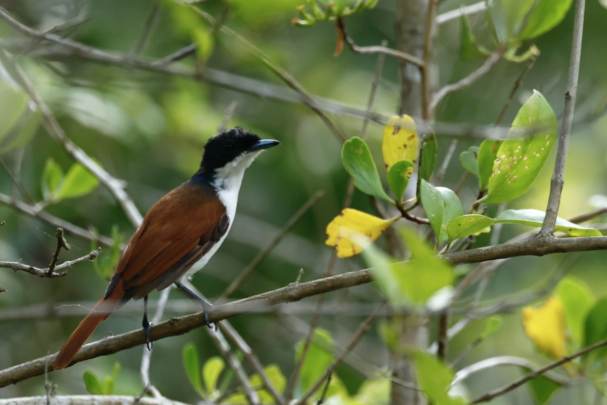 Shining Flycatcher - ML647183200